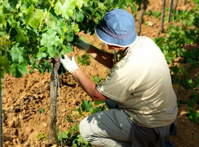  uomo che coltiva la vite 